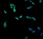 Anti-Beta Tubulin Antibody Picoband™(monoclonal, 5E4)